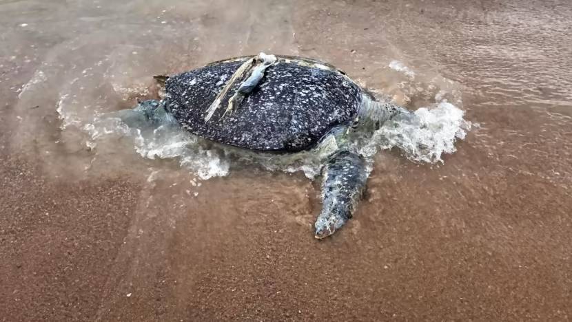 Dead sea turtle in Thailand shines spotlight on environmental impact of Loy Krathong festival