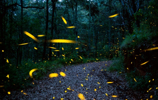 From robot fireflies to okra plasters: 2022's nature-inspired solutions