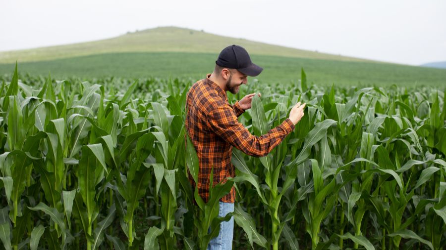 Agricultural Chemicals - Navigating a Green Revolution in Farming