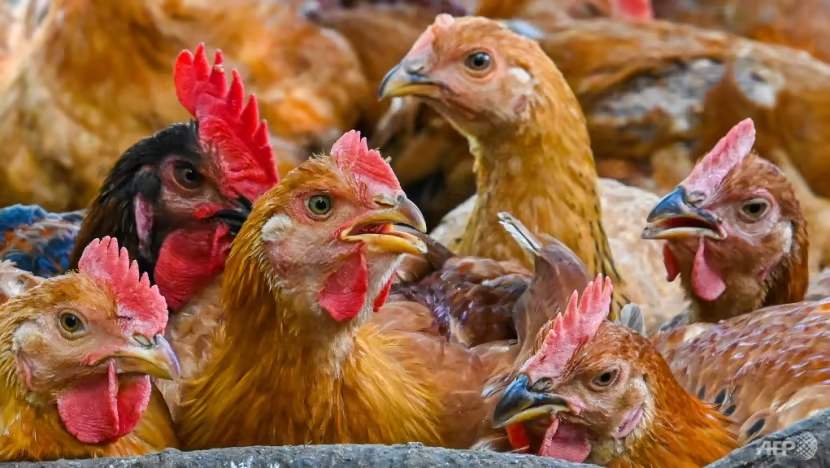 Malaysia’s chicken supply adequate until Hari Raya Puasa, says domestic trade minister