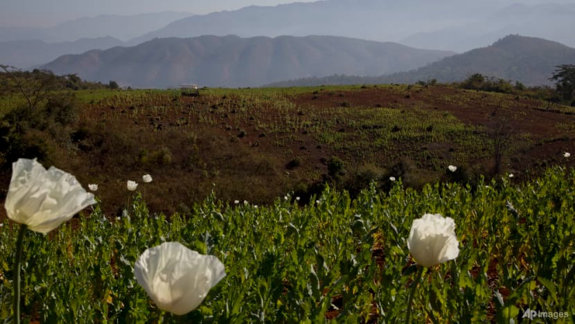Myanmar is now world's largest source of opium, UN says
