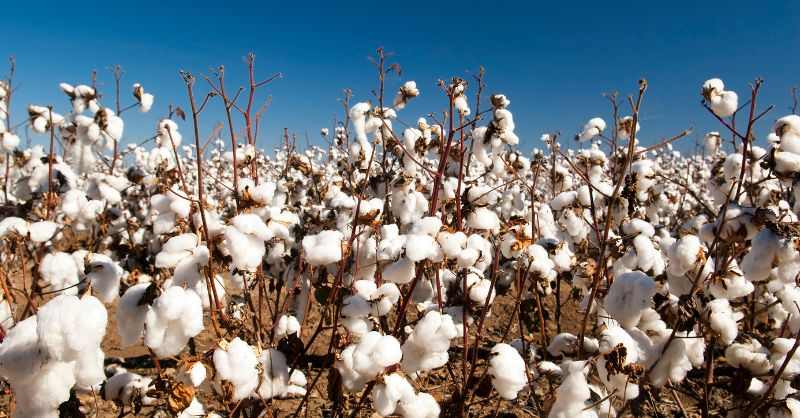 Unlocking Growth Opportunities in the Cotton Industry