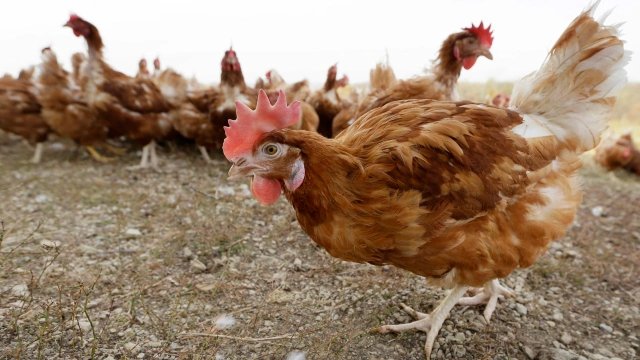 White House weighs mass poultry vaccination amid bird flu outbreak
