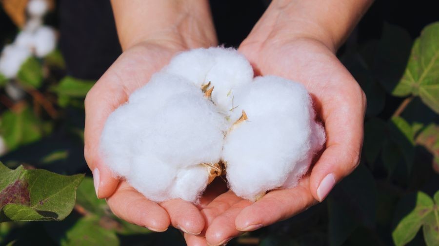 Transforming Cotton Farming with Sustainable Practices