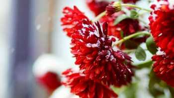 Best Selections Of winter flowers