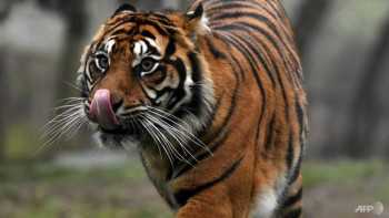 Endangered Sumatran tiger disemboweled, hung up in Indonesia