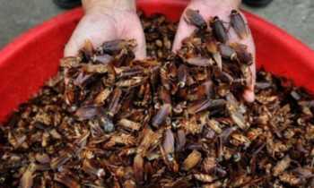 Chinese firm sets up ‘cockroach farm’ to produce drugs