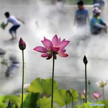 In pics: Lotus flowers at Wanghe Park in Beijing