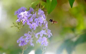A bee collects honey from flowers in Pabna Sadar Hospital.