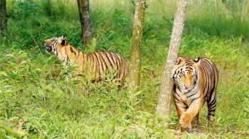 Number of tigers in Sundarbans to increase, hope experts