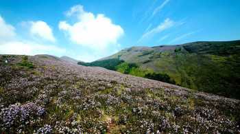 After 12 years, Neelakurinji flowers will turn the lush hills of Kerala into a purple landscape