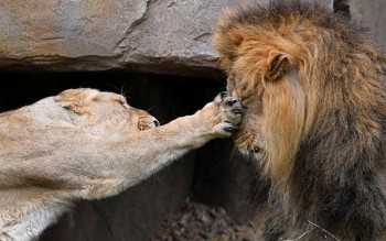 A lioness takes a swipe at Bhanu the Asiatic lion during an event to publicise World Lion Day at London Zoo in London