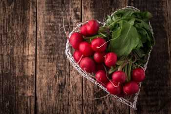 'Monster' radish might help fight heart disease