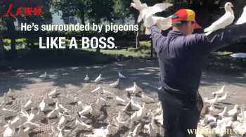 Dancing with Pigeons