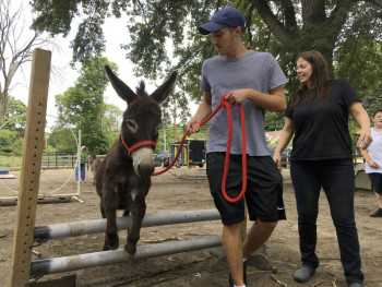 Donkeys at mini ranch help people to de-stress