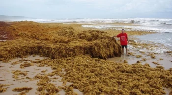 Sargassum seaweed: A curse or a blessing Made in Seychelles