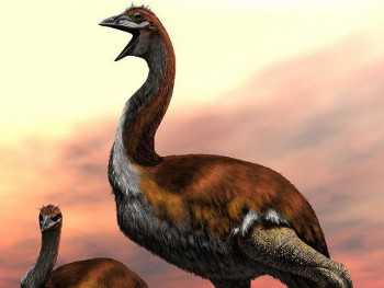 Ending decades of doubt, ‘biggest bird’ dispute put to nest