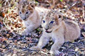 African lion cubs conceived by artificial insemination
