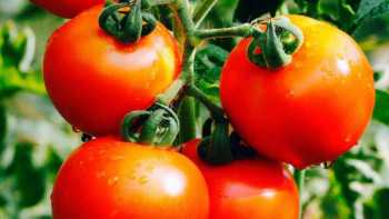 Scientists are creating a perfect tomato that Europe likely won’t touch