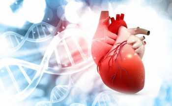 Newly discovered molecule could treat heart failure