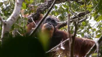 China-backed hydro dam in Indonesia threatens world's rarest orangutan
