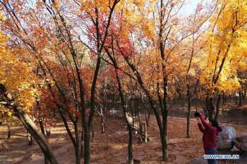 Scenery across China on traditional solar term "First Frost"