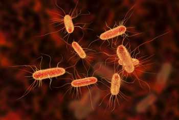 Natural antibiotic strips bacteria of their defenses