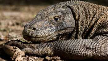 Komodo Island to close to tourists next year because people keep stealing its 'dragons'