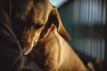 Why pet antibiotics could make their owners sick