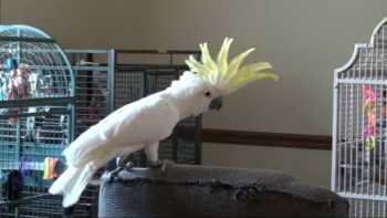 Cockatoo is the first known animal to dance to a beat – and he has 14 different moves