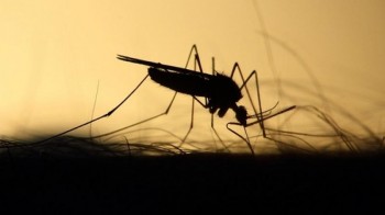 Dengue fever kills 13 in Tanzania