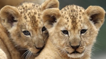 Crimean zoos offer shelter to animals from Siberian forests affected by wildfires