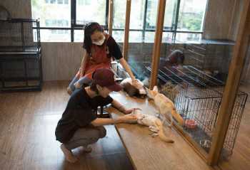 In pics: Animal Cafe in Bangkok, Thailand