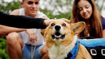 Paddleboard with corgis and cuddle cows: Airbnb launches animal experiences across the world
