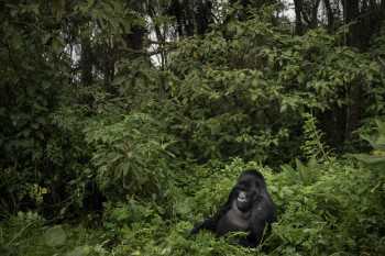 Once-endangered mountain gorillas’ incredible comeback