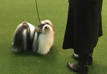 Poodle perfection: Siba top dog at Westminster show