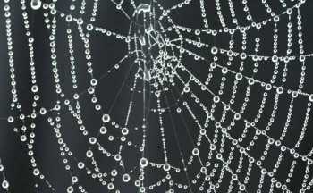 Researchers develop greenway for artificial spider silk