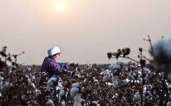 Leading brands progress upon cotton sustainability falls short
