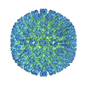 Study: Stronger evidence links Epstein-Barr virus to multiple sclerosis