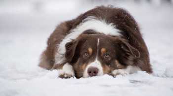 Effective tips to safeguard your pet against winter allergies