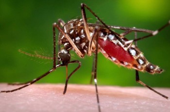Are you a mosquito magnet? It could be your smell