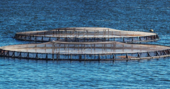 Aquaculture Supplies: Meeting Industry Needs with Innovation