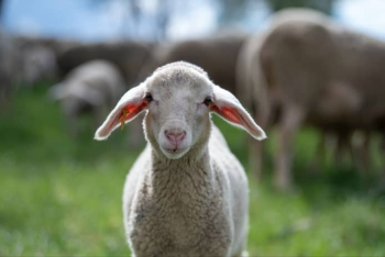Nike commits to cruelty-free wool