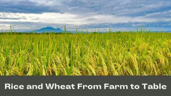 Rice and Wheat Farming - Transforming the Agro Industry with Organic Methods