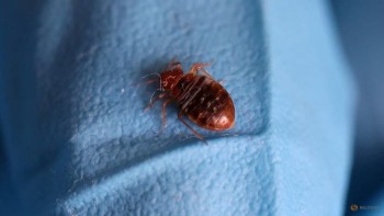 South Korea launches 4-week campaign to fight nationwide bedbug infestation