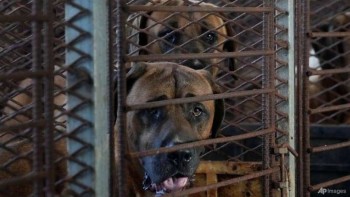South Korea's parliament expected to pass Bill to ban dog meat trade