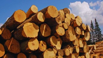 Navigating the Timber Plank Supplier Market - A Comprehensive Guide