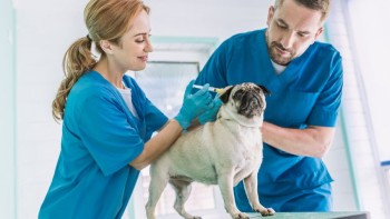 Veterinary Medicine - Unveiling Trends, Markets, and Pharmaceutical Advancements
